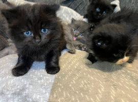 Bsh longhair x Birman kittens