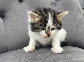 8 weeks old kittens
