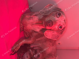 Long hair miniature dachshund