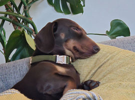 2 year old Miniature Dachshund