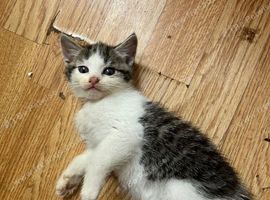 2 tabby grey and white kittens both girls