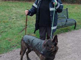 Male Dutch Shepherd for breeding