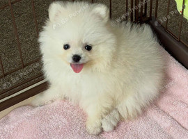 Beautiful Female White Pomeranian Puppy - Fluffy, Healthy & Playful
