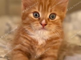 2 beautiful ginger kittens