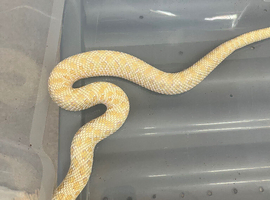 Pair of Hognose