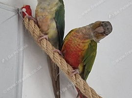 Pineapple Conure and Torquise conure for sale