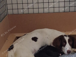 5 pringerpoo puppies