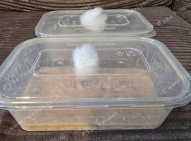 Microworm cultures free food for you fry