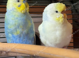 looking 4 budgies