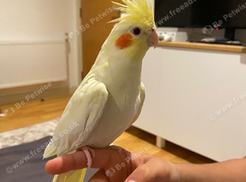 Cockatiels birds