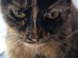 Missing cat