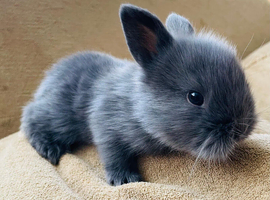 Adorable Lionhead / Lop  Baby Bunnies 4 Available