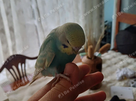 Cute young Budgie