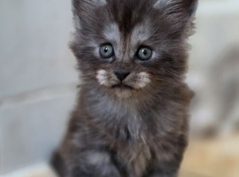 Pedigree TICA Registered Maine Coon Kittens