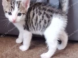 Kittens  1 boy left