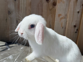 Female baby mini lop for sale