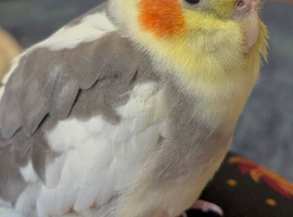 A BEAUTIFUL MALE COCKTAIL