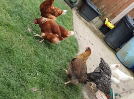 9 chickens