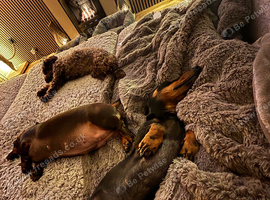 Dachshund Duo Talulah and Theo must go together