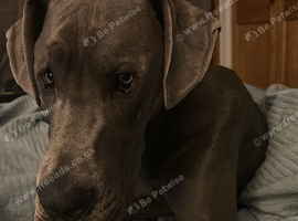 Good home needed for my beautiful Great Dane