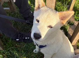5 month old Chowski looking to be rehomed