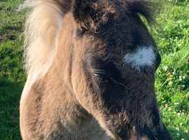 Miniature Shetland Colt
