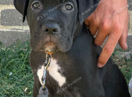 Cane corso puppy&rsquo;s 9 weeks