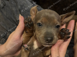 Staffordshire bull terrier x Dachshund