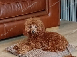 Kc registered toy poodle
