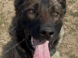 Mali x Dutch herder