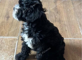 Cockapoo x puppies for sale