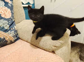 3 Lovely Kittens(Girls)<3 READY NOW!! Looking Forever Home