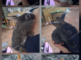 Lionhead mix babies.