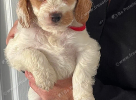 Stunning cockapoo pups