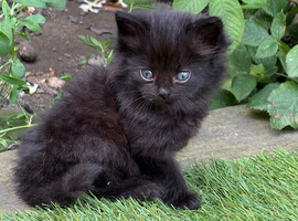 Gorgeous Fluffy Black Kitten For Sale