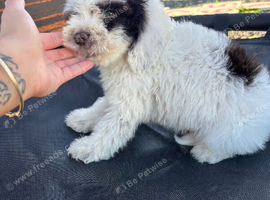 Cockapoo puppies, boys and girls