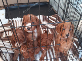 COCKAPOO PUPPYS FOR SALE F1B