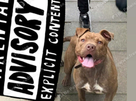 Lovely Staffordshire Bull Terrier Cross for sale