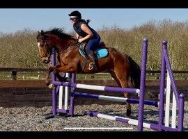 16.2 Irish sports , 16.1 tb . 16hh tb all geldings