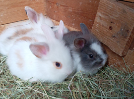 Baby rabbits available now