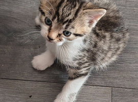 Kittens
