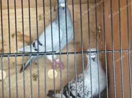 6 pairs of Syrian pigeons for sale