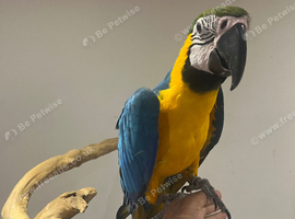 Young Friendly Super Tame Talking Blue & Gold Macaw