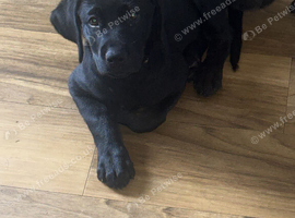 Labrador x Rottweiler