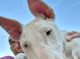 Girl English bull terrier