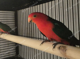 PARROTS to finches