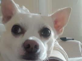 Chihuahua cross terrier