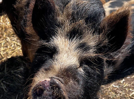 1 year old Kune kune/ Juliana gilt