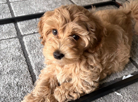 Gorgeous maltipoo puppy for sale