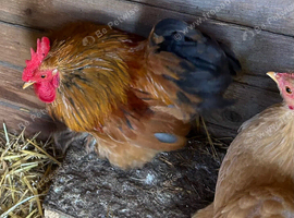 Bantam cockerels